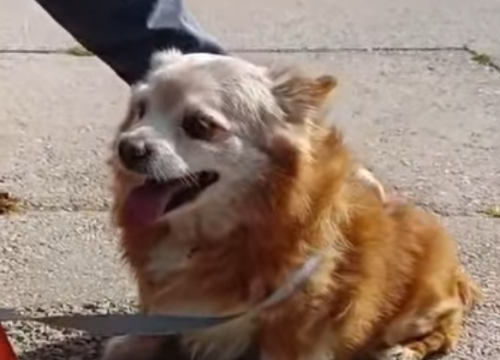 Boni ima 13 godina i ostao je sam: Šibenske šape mole za pomoć