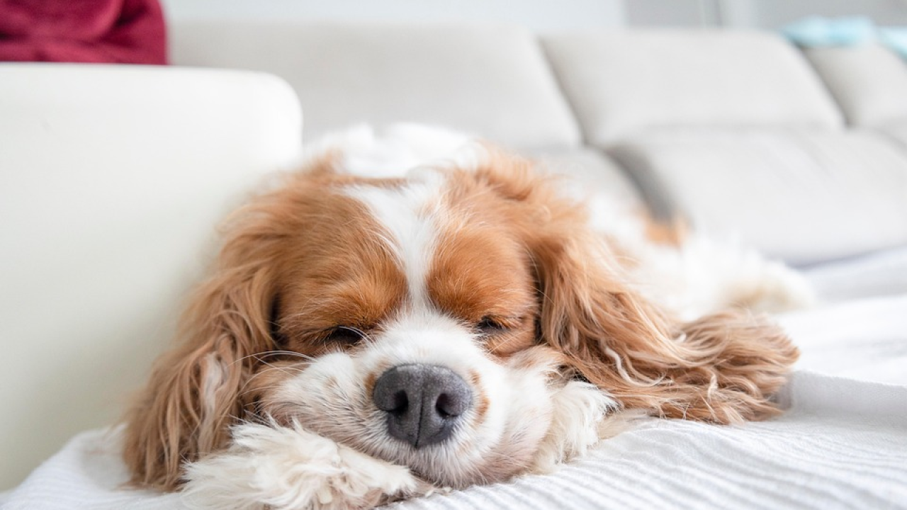 Deset antistres pasmina koje na ljude djeluju poput tablete za smirenje