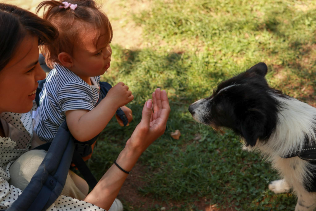 Dobar start humanitarne akcije Šibenskih šapa na Krki
