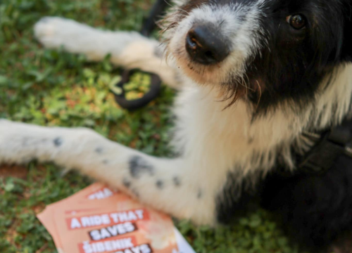 Fotografija 2 - Dobar start humanitarne akcije Šibenskih šapa na Krki