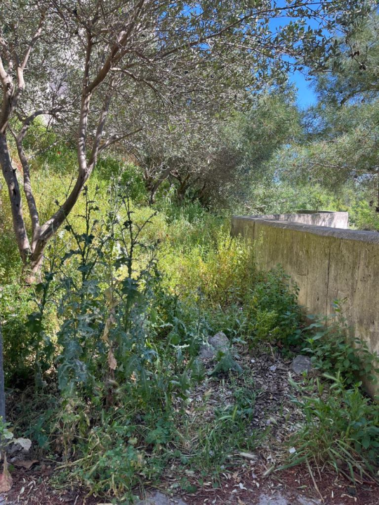 Vidici zarasli, trava do pasa: Kosilice izašle na teren kod 'Lepe Brene'