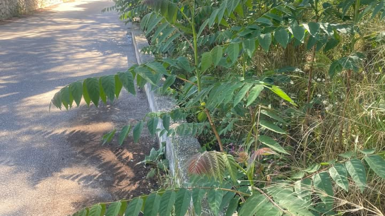 'Zeleni grad' u pogonu: Nakon Vidika, stižu pritužbe i na zapuštenost oko Baronea i Šubićevog šetališta