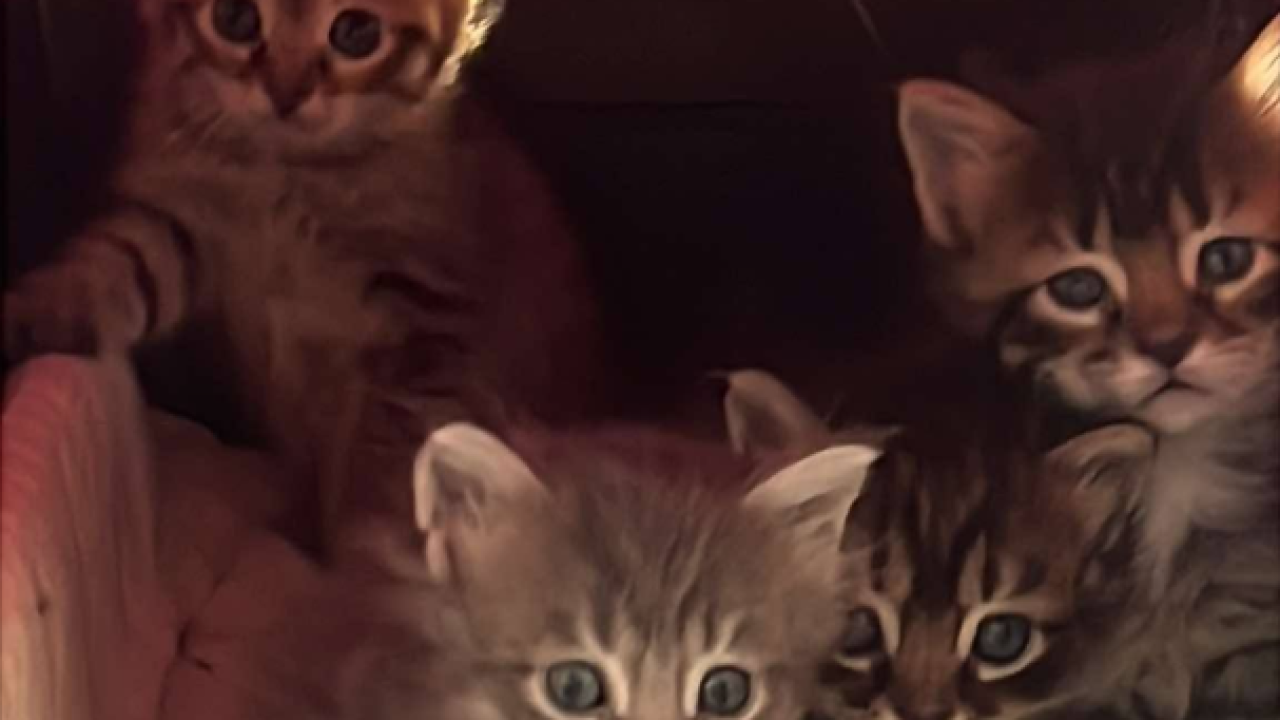 Četiri mačića traže dom: Udruga Mace Funcutice u potrazi za odgovornim vlasnicima