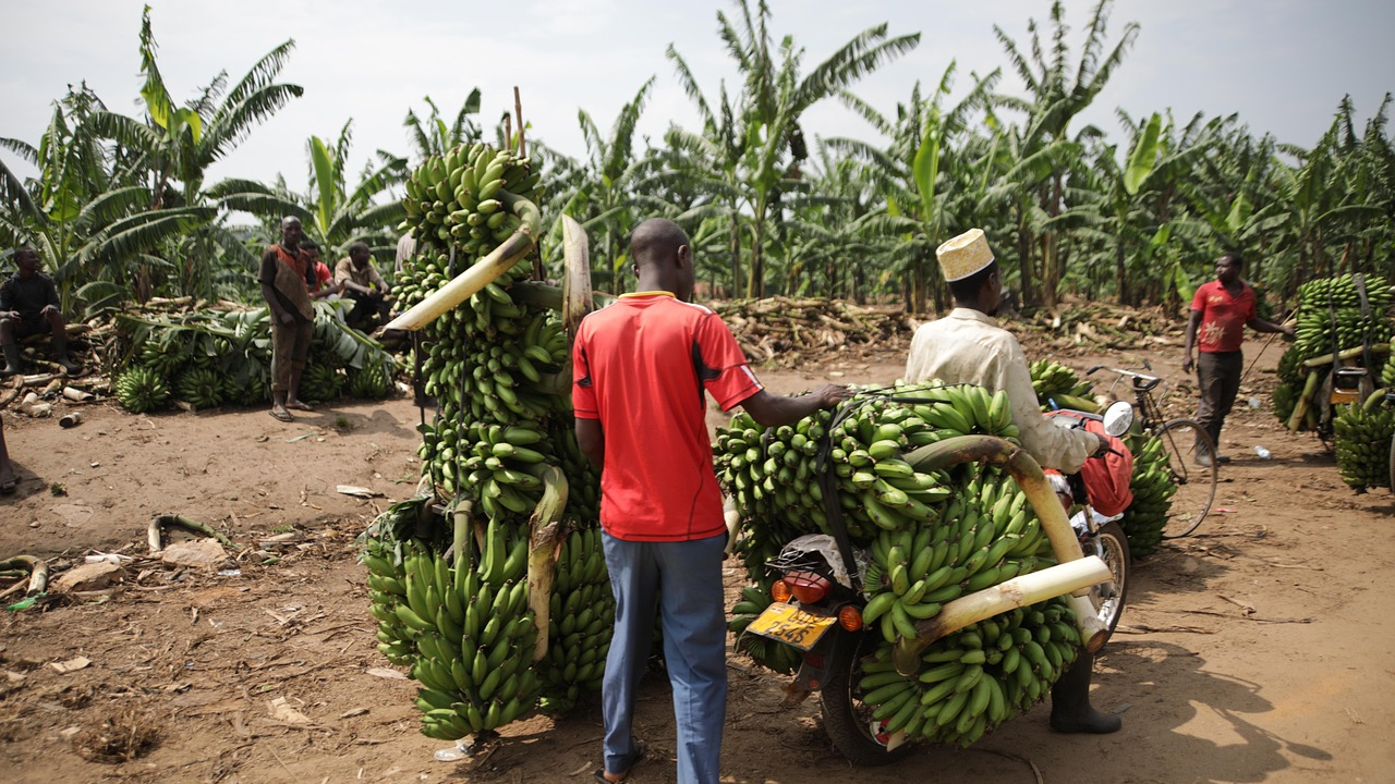 Najkonzumiranije voće na svijetu ozbiljno ugrožavaju klimatske promjene