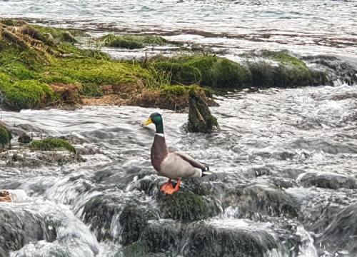 Fotografija 5 - Dan šibensko-kninske županje: Iznimna prirodna ljepota, bogata kulturna baština i povijest