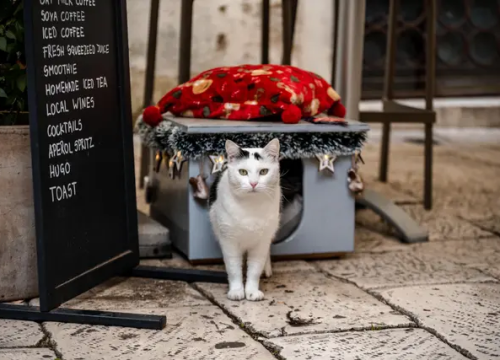 Mačak Mile s 'Trga 4 štekata' osvojio je svačija srca, ali sada mu je potrebna vaša pomoć