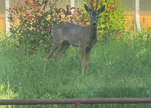Fotografija 4 - Neočekivani gost razveselio zaposlenike HRT-a u Kninu