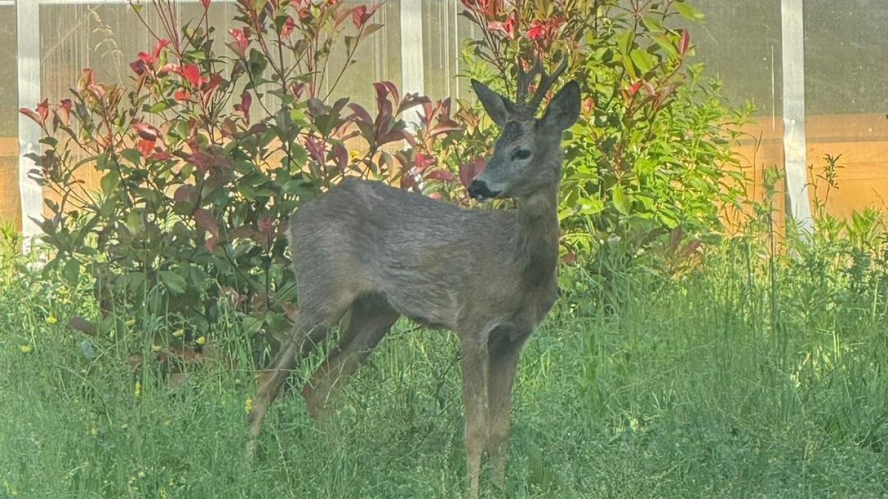 Diskretni podsjetnik na suživot: Neočekivani gost razveselio zaposlenike HRT-a u Kninu