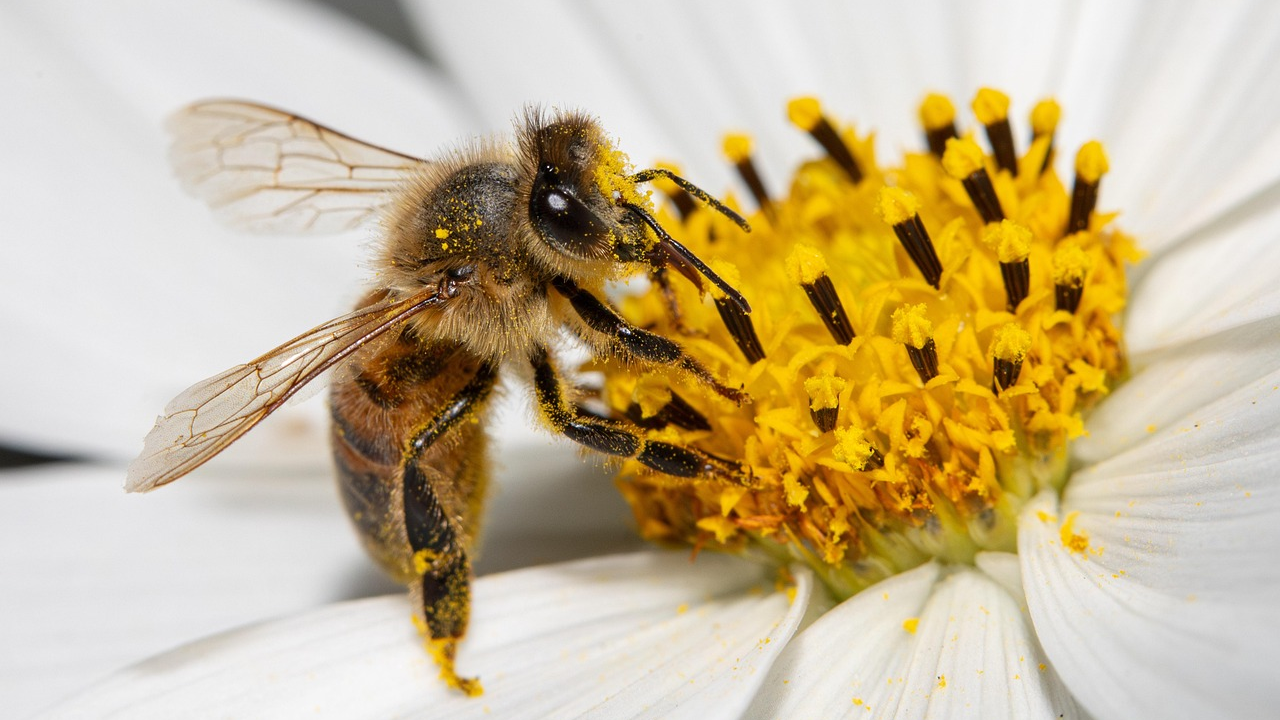 Najkorisnija bića na svijetu u opasnosti: Bez njih nestala bi većina biljaka
