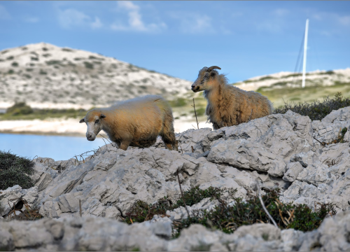 Čagljevi siju strah na Kornatima, Jakov Šikić izgubio skoro 170 ovaca