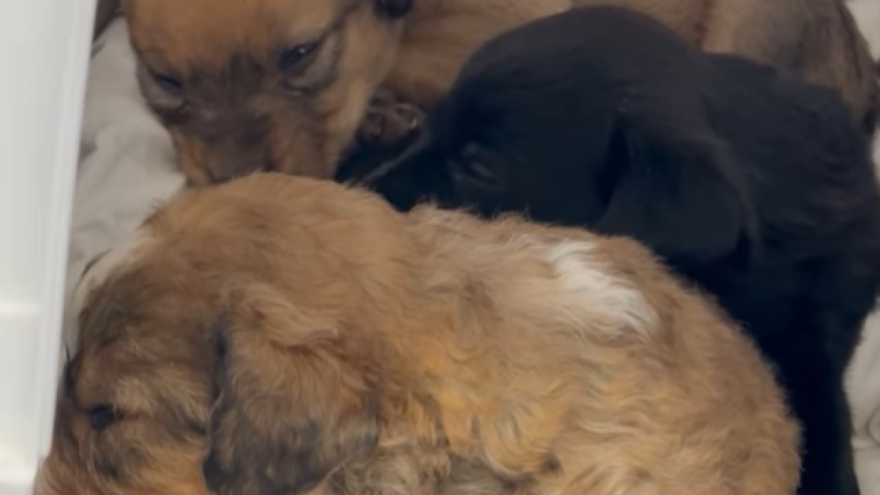 Šibenske šape mole za pomoć: 'Pomozite ovim malenim dušama da dobiju šansu za život'