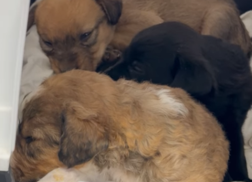 Šibenske šape mole za pomoć: 'Pomozite ovim malenim dušama da dobiju šansu za život'