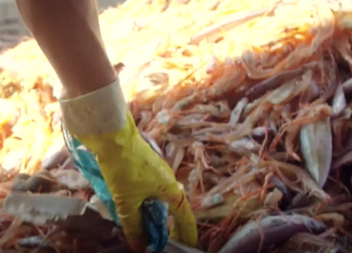 Tribunjski ribari pravi su čuvari mora: Plastika, mreže i otpad vade se s dna Jadrana