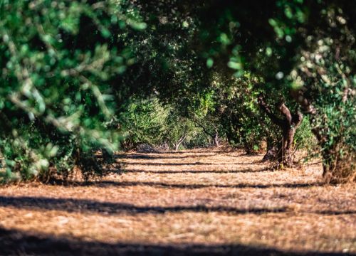 Svađa u masliniku: Muškarac (58) trimerom napao 47-godišnjaka i ozlijedio mu glavu
