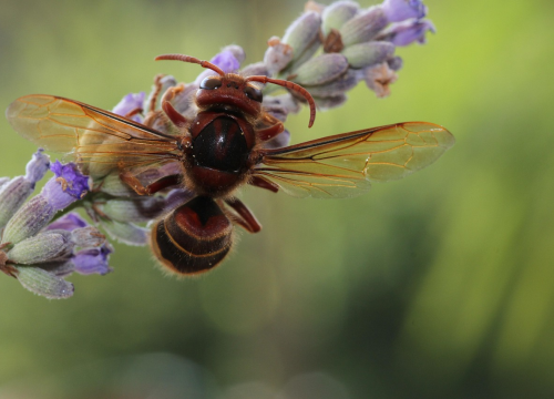 Stršljeni mogu biti agresivni i za alergične opasni, pa vrijedi ponoviti par savjeta kako ih držati podalje
