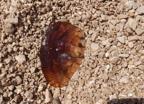 More na Rezalištu 'izbacilo' kompas meduzu. Divite joj se, ali izdaleka