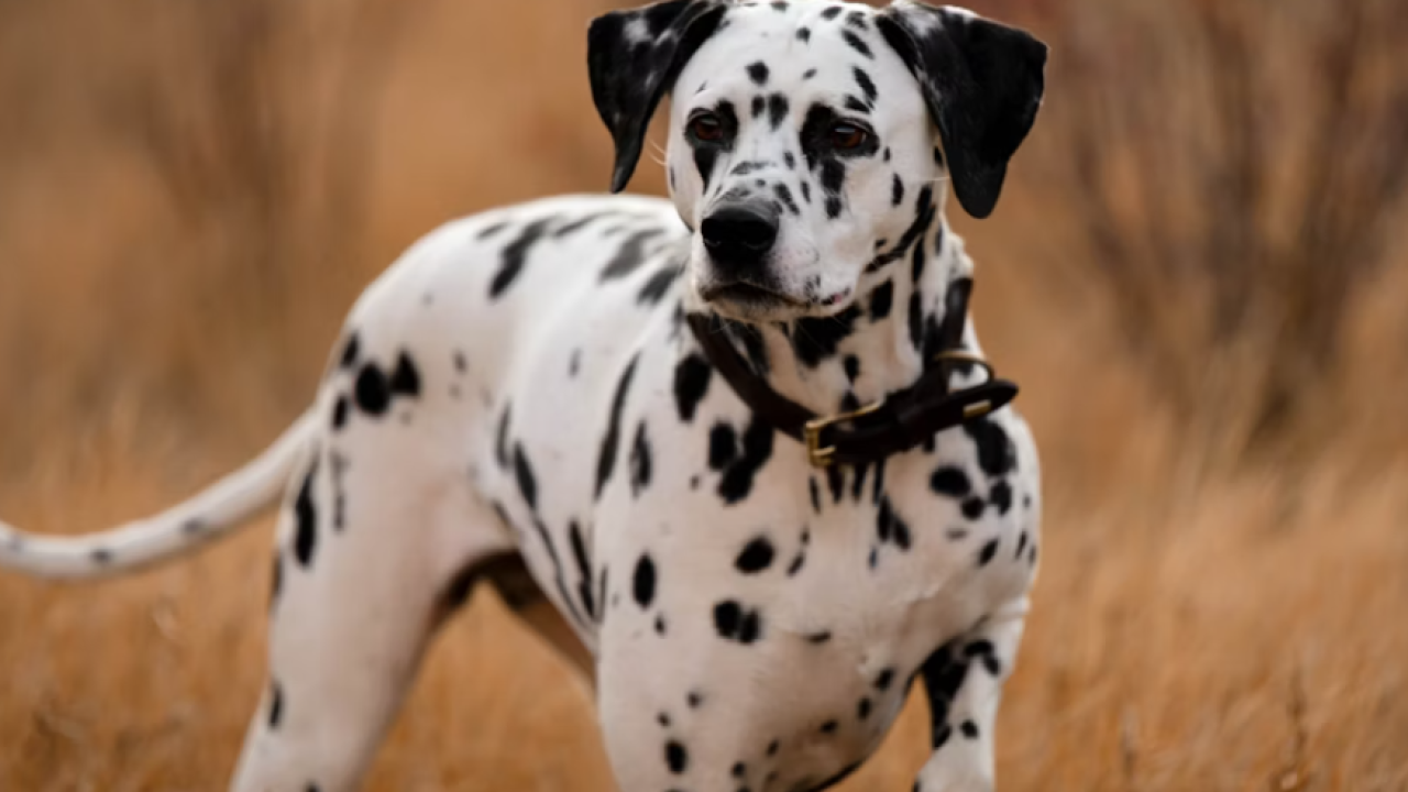 U Šibeniku se otvara Kuća dalmatinskog psa: Od mini kina i sadržaja za djecu do druženja s pjegavcima Dalmom i Tinom