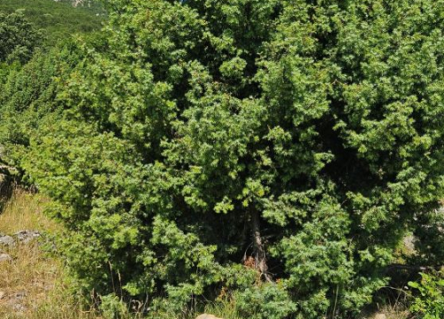 Fotografija 3 - 'Mihovilci' obnovili markacije na Kijevskom Kozjaku