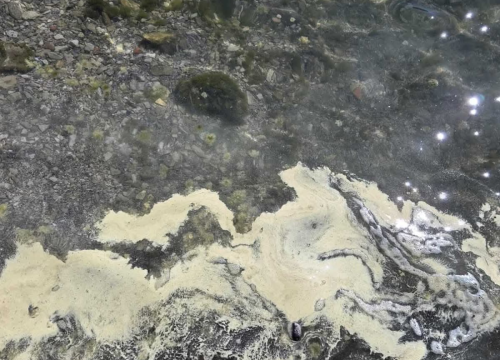 Zagađuje li pelud šibenski kanal: Znanstvenici s Martinske istražuju žuto more