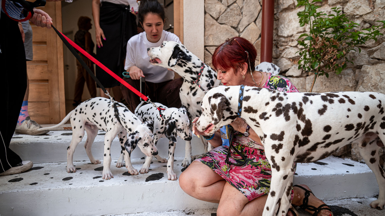 U Šibeniku otvorena Kuća dalmatinskog psa: 'Cilj nam je da ljudi odavde izađu sretniji'