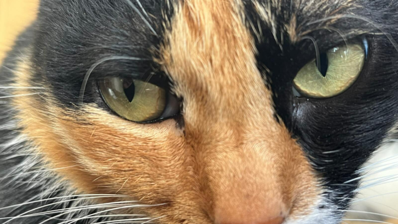 Psi bez nadzora u Ražinama usmrtili mačku u njenom dvorištu: 'Ti psi su svake večeri pušteni'