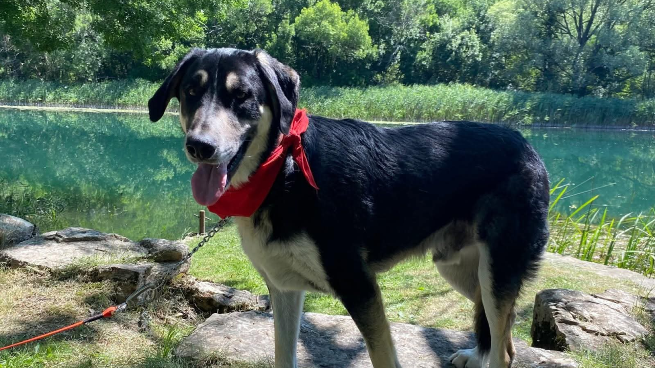 Apel iz Šibenskih šapa: Zorro – pas čije srce još uvijek čeka svoj dom