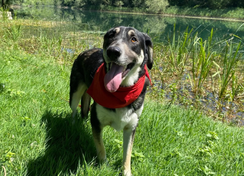 Fotografija 1 - Apel iz Šibenskih šapa: Zorro – pas čije srce još uvijek čeka svoj dom