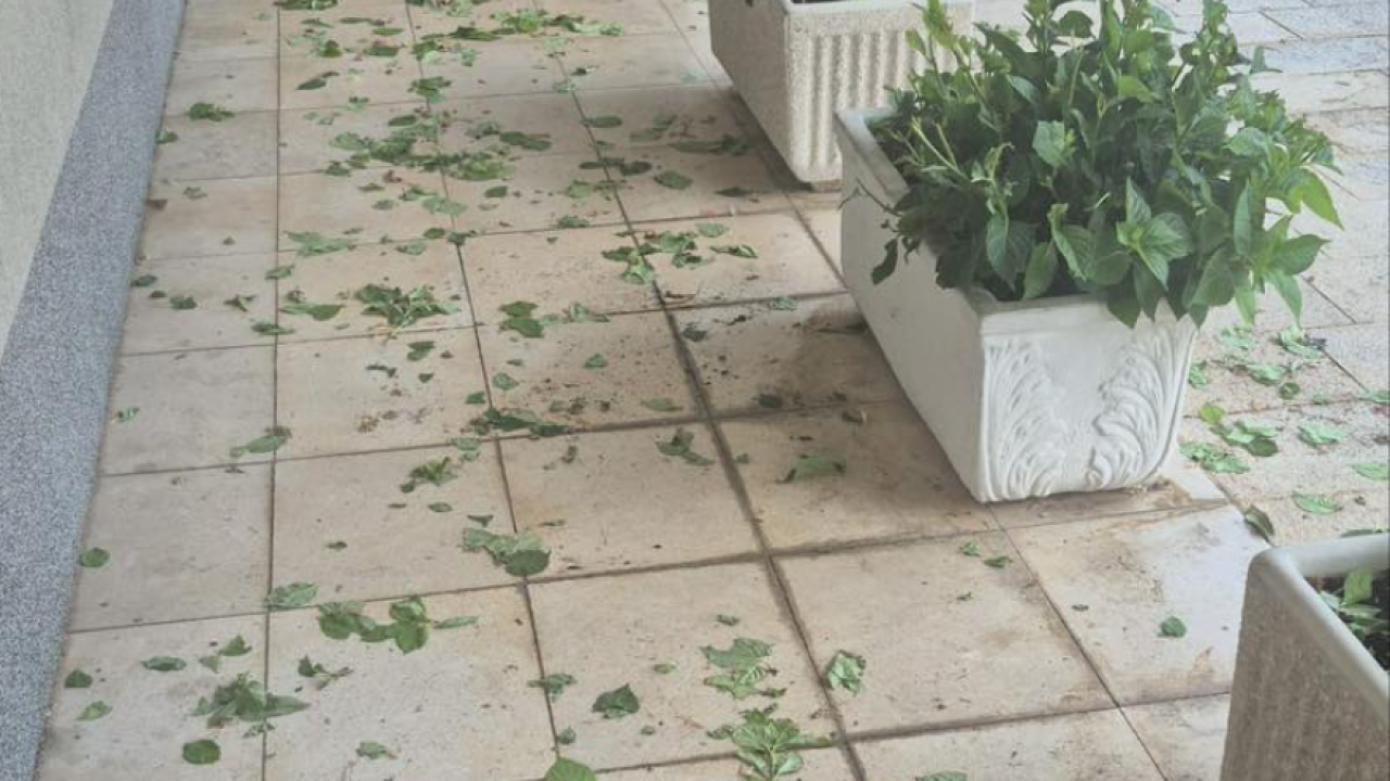 Iz drniške škole upozorili roditelje da posvete pažnju što djeca rade: 'Čupaju hortenzije, a za ovo su odgovorni oni koji ih čuvaju'