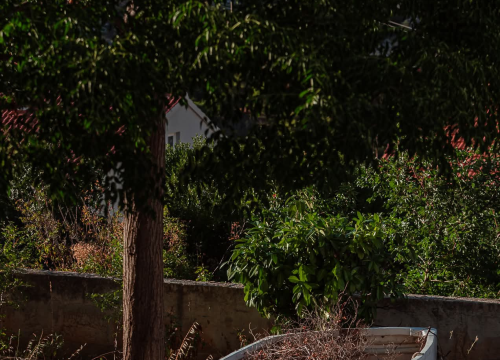 Fotografija 2 - Na brdu iznad Šibenika: Mažurice s pogledom na grad, mirom i zajedništvom