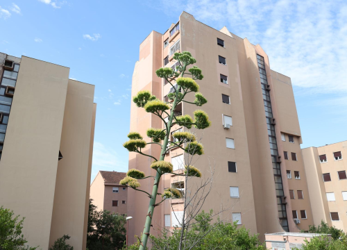 Biljka koja cvate samo jednom: Agava na Vidicima procvjetala nakon nekoliko desetljeća