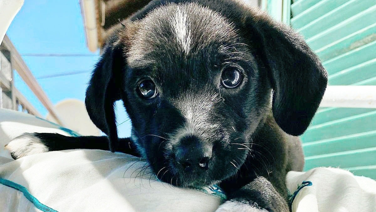 Šibenske šape dobile zaklon za štence i pozivaju volontere: 'Kad ih vidite sritne u novom domu je neprocjenjiva nagrada'