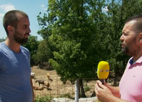 Stočari očajni zbog bedrenice: 'Kad su prve krave krepale, nitko nije došao provjeriti one zdrave'