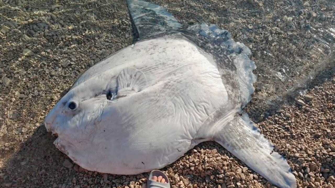 Neobičan prizor na Jadriji: Na plaži se nasukao rijetki i neobični bucanj