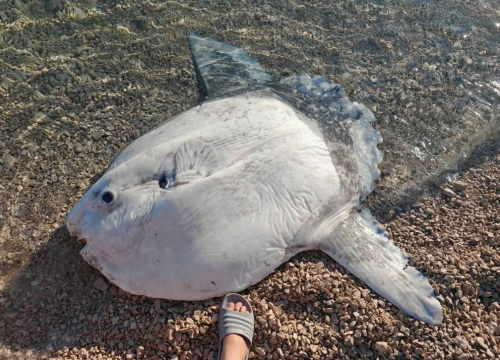 Neobičan prizor na Jadriji: Na plaži se nasukao rijetki i neobični bucanj