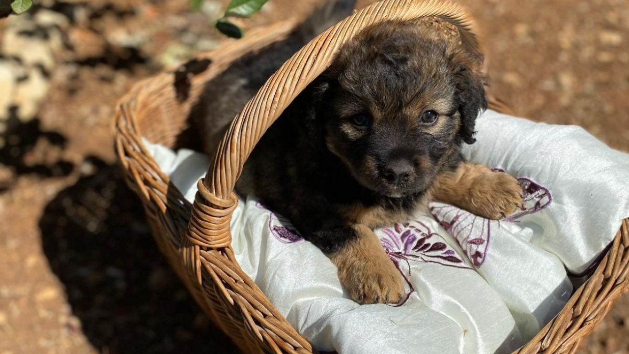 Kampanja Šibenskih šapa 'Za kombi spasa' bliži se kraju. Proširite vijest i donirajte