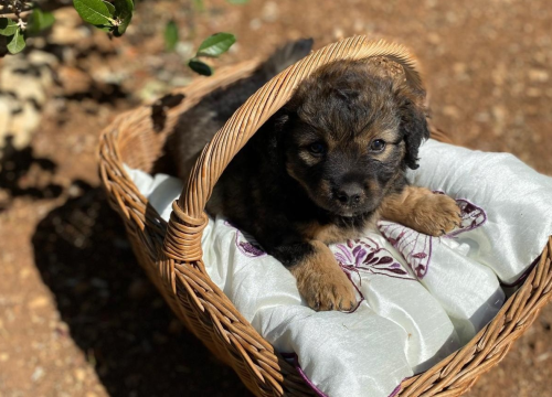Kampanja Šibenskih šapa 'Za kombi spasa' bliži se kraju. Proširite vijest i donirajte