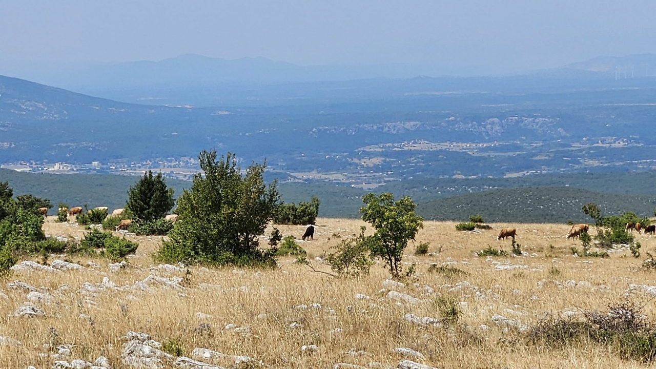 Bedrenica danas potvrđena kod još deset životinja u Drnišu, Civljanima, Kijevu i Vrlici