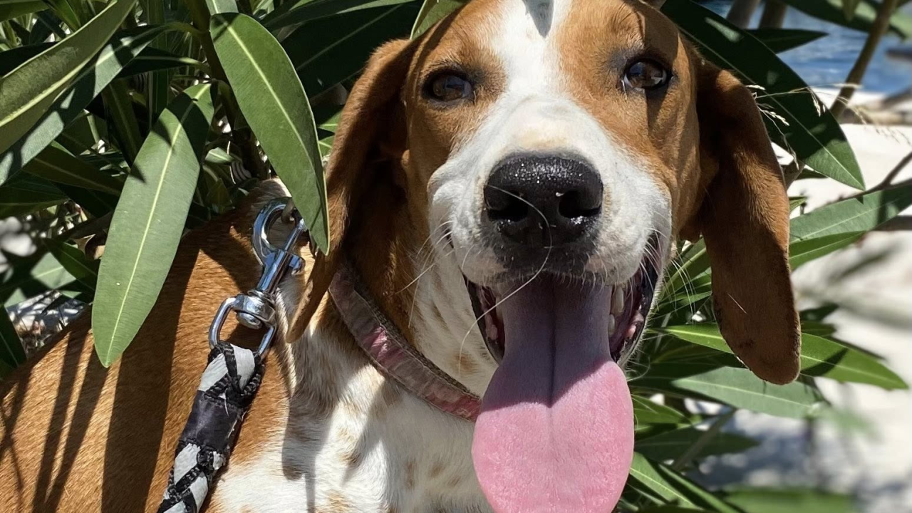 Šibenske šape na korak od 'Kombija spasa': 'Opasno radimo na odabiru vozila'