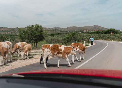 Bedrenica jučer potvrđena kod šest uzoraka. U županiji jedan novi slučaj