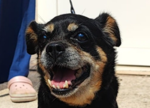 Ziga ima 12 godina i preko noći je ostala sama: 'Njezin čovjek je umro, a ona je protjerana iz toplog doma u kaos'