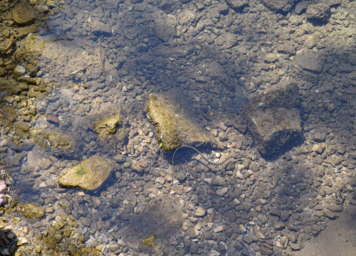 Fotografija 2 - Mladi čuvari prirode okupili se u NP Krka na edukativnoj radionici