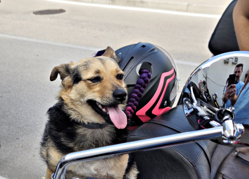 Fotografija 1 - Članovi moto kluba posjetili Kamenčiće