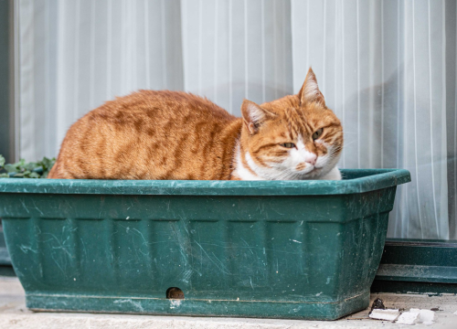 Jeste li primijetili slovo M na čelu? Pet razloga zašto su narančaste mace toliko posebne