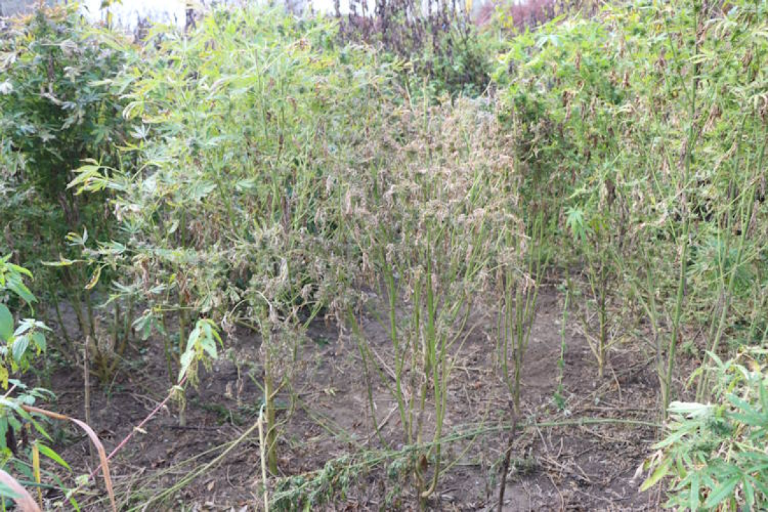 Mirovina nije dovoljna: Pretragom stana 70-godišnjaka pronađeno 4 kilograma marihuane