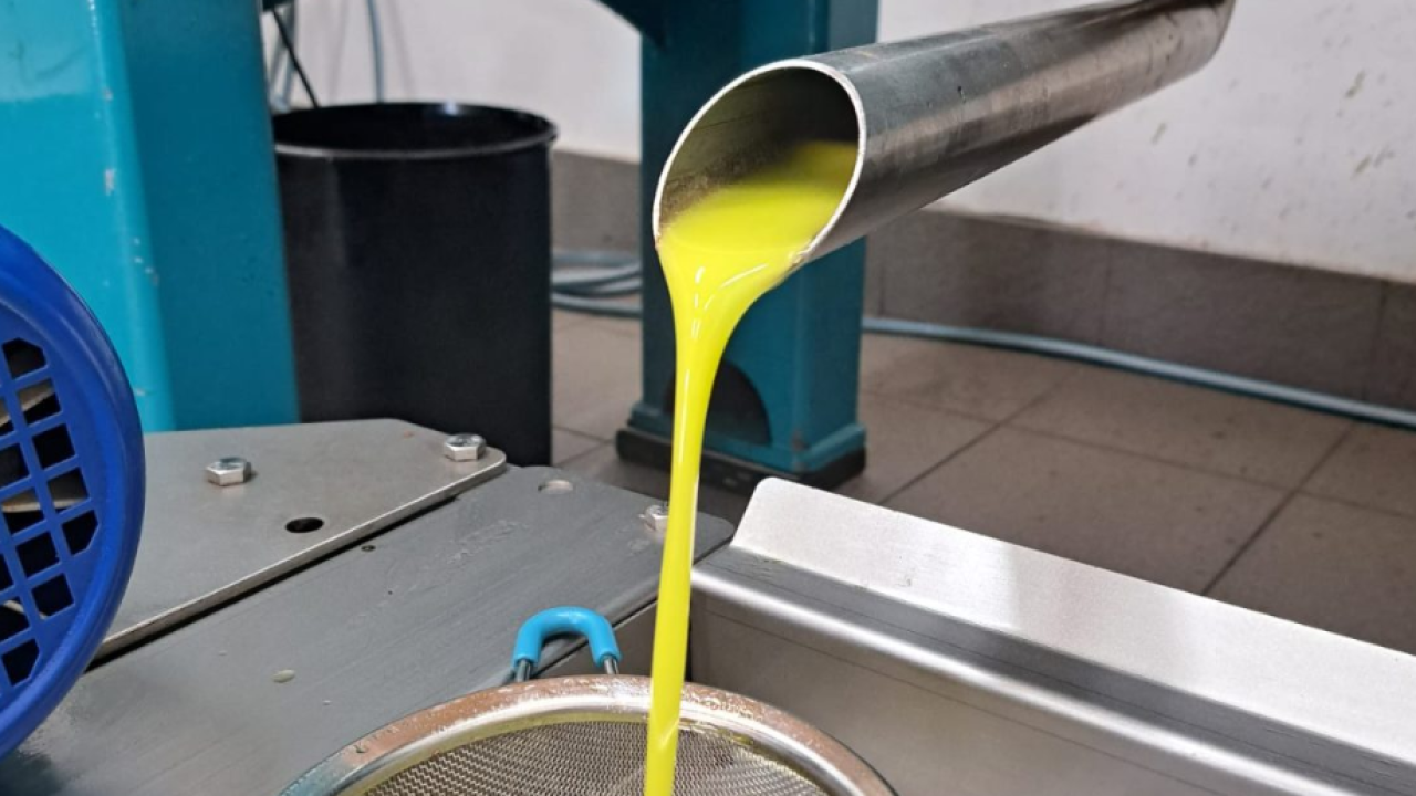 Počela berba maslina u Rupama: Rekordni postotci ulja već sredinom listopada