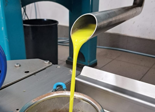 Počela berba maslina u Rupama: Rekordni postotci ulja već sredinom listopada