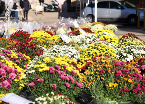 Šibenska pijaca u znaku krizantema. Cijene se kreću od 7 eura pa prema gore