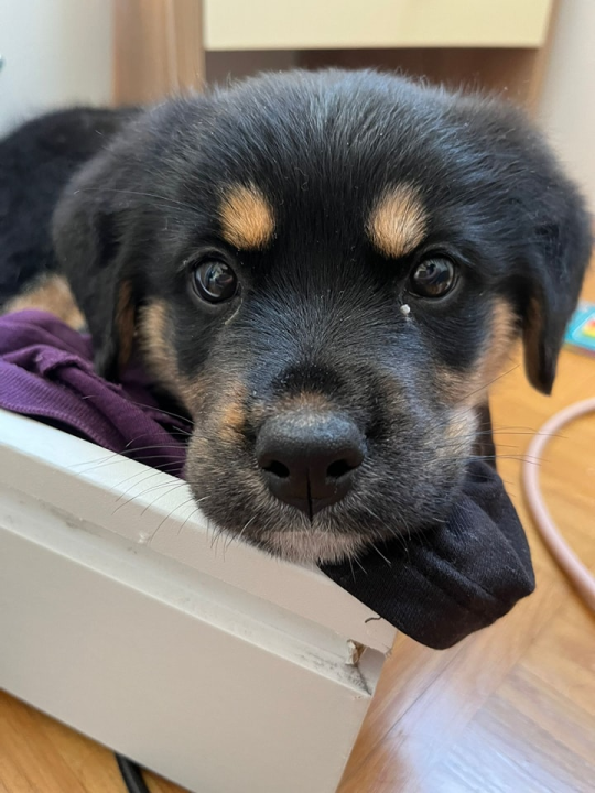 Josie, Rayder i Taylor: Zdravi i veseli štenci čekaju priliku da postanu dio nečije obitelji