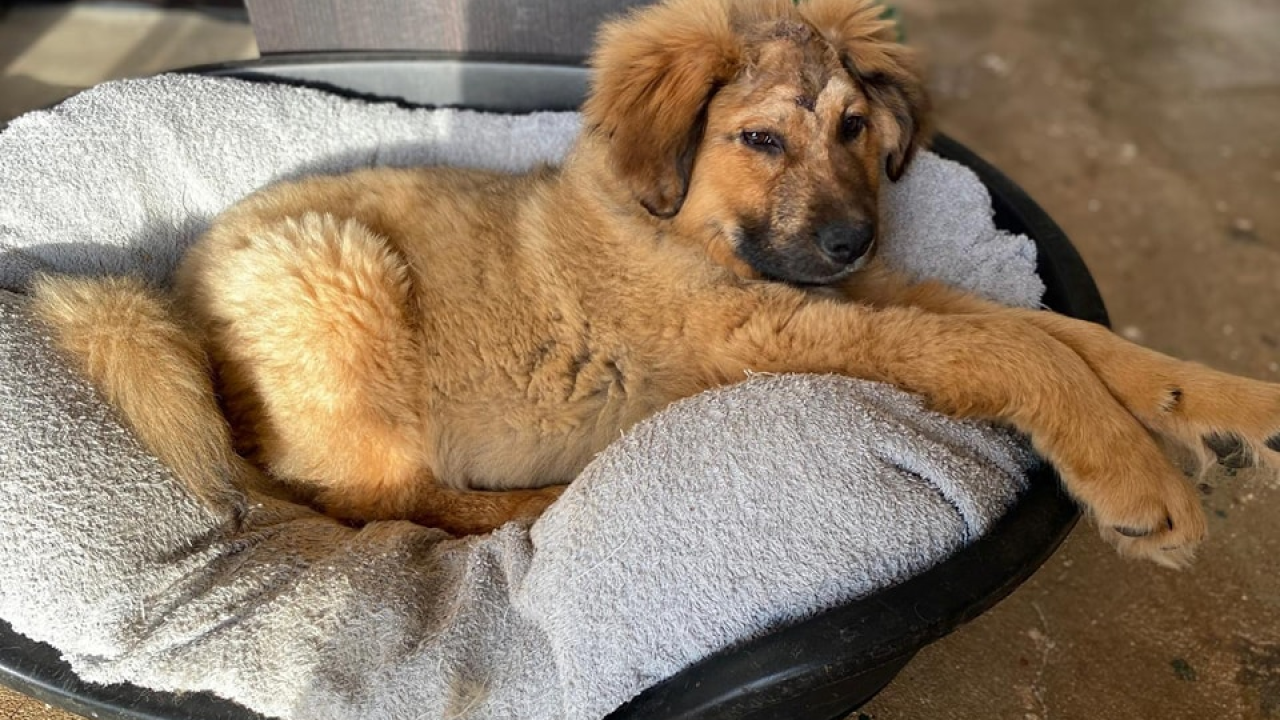 Spašeni psić s Promine traži svoj zauvijek dom, a Šibenske šape pomoć za pokrivanje veterinarskih toškova