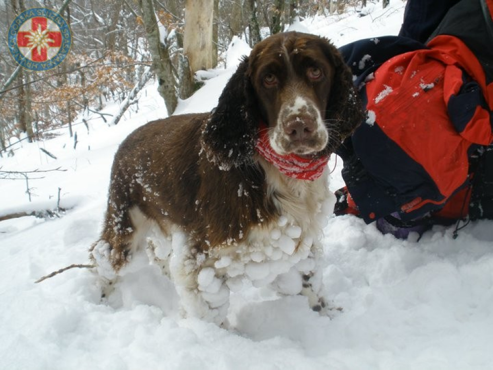Uginula je Aki, potražni pas GSS-a: U svojoj je karijeri pronašla četvero ljudi, a uz Vodičanku Blanku Lučić bila je 13 godina